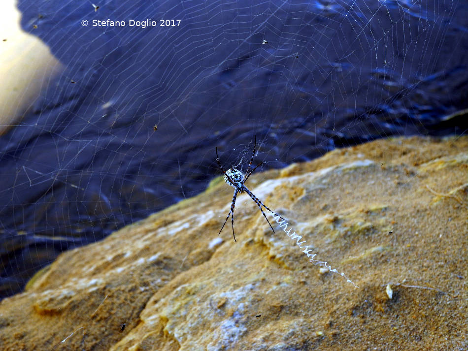 Argiope sp. (A. lobata?)